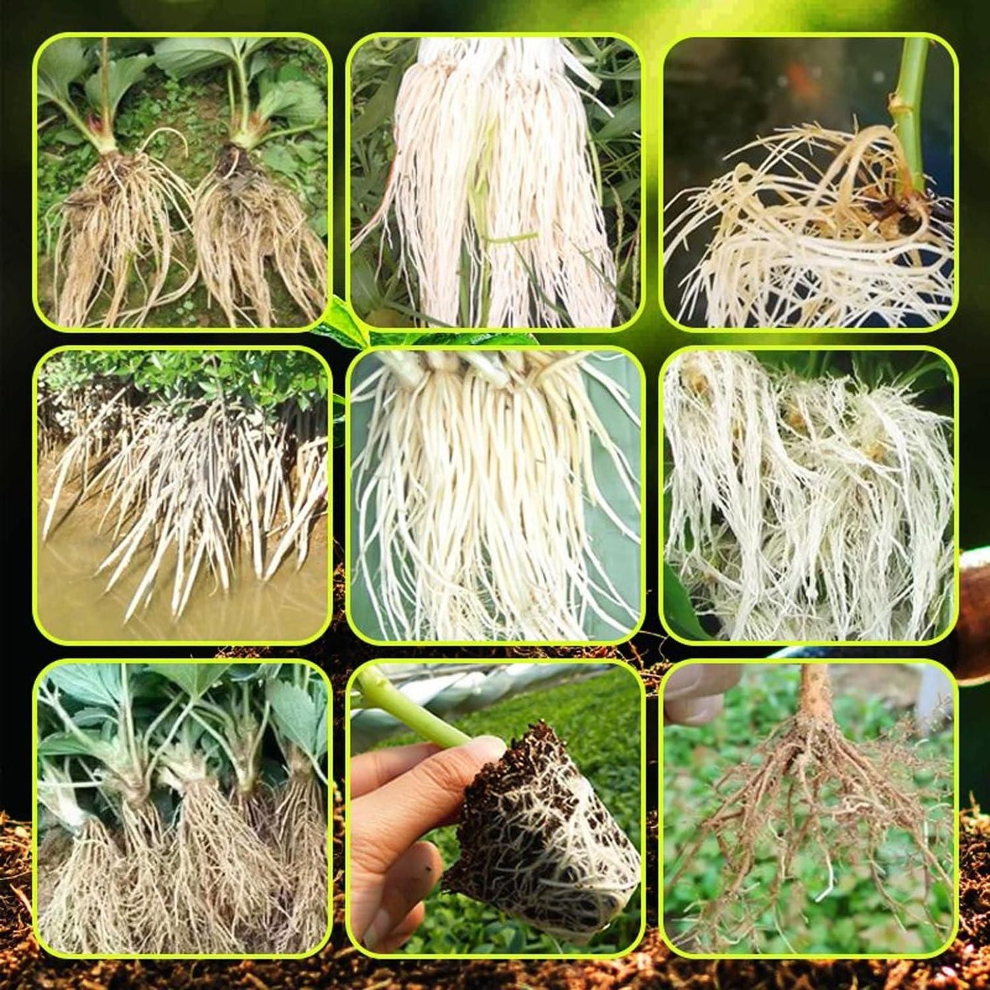 Rapid Strong Rooting Fertilizer 200 gm Pack of 2