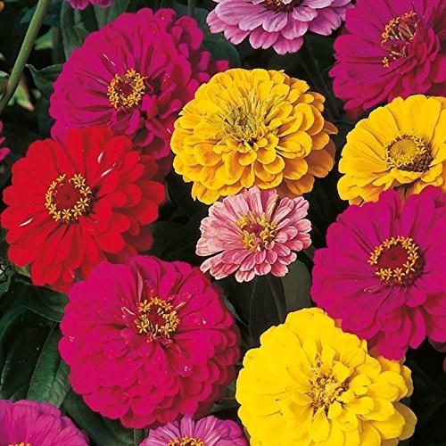 ZINNIA seeds pack of 1 (100 seeds approx) with Free Plant Growth Booster and Supplement Vol. 30ml